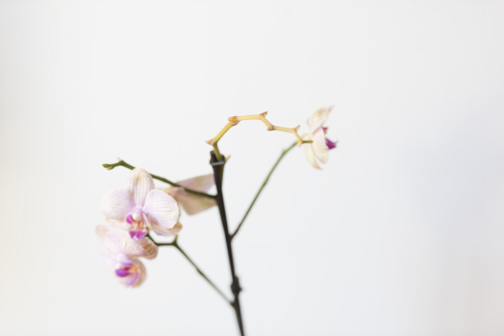 slideshow 2